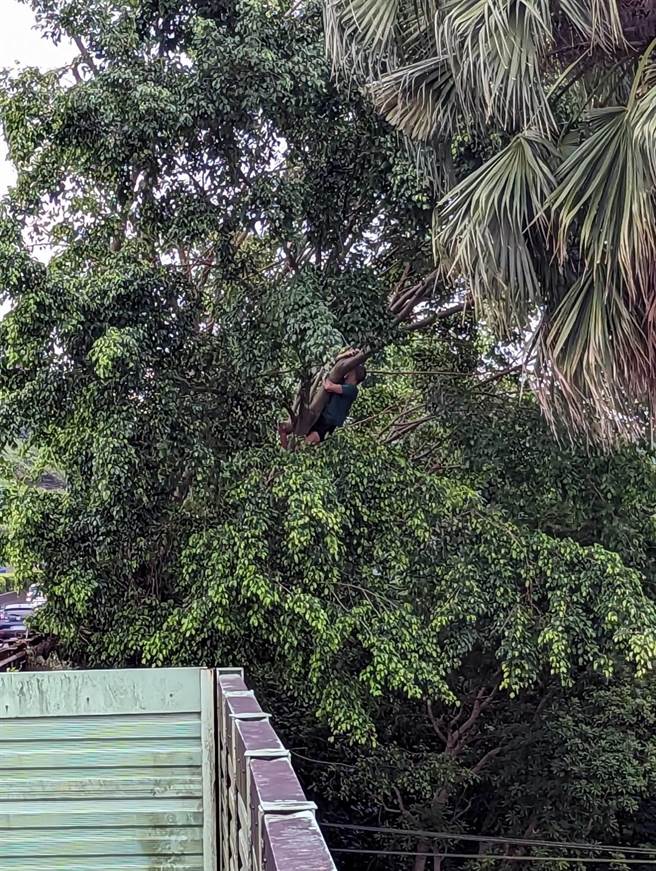 一名男子今天下午在国道隔音墙上爬上爬下，后来又爬到旁边的树上。（消防局提供）