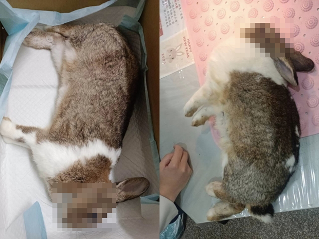 高雄一名女飼主因養了5隻兔子，遭同住的大伯嫌髒，大伯竟將5隻兔子裝進麻布袋大力摔打，造成3隻兔子肋骨斷裂、肺出血、腿骨骨折死亡。（翻攝自高雄市議員黃紹庭臉書）