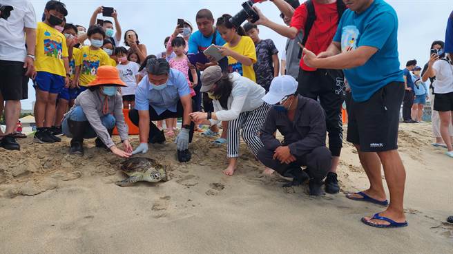 澎湖今天海龟日，在马公市时里沙滩野放海龟。（许逸民摄）