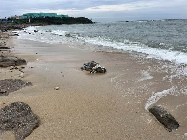 乌崁沙滩发现的死亡海龟，龟甲破裂，肠子外露。（叶冠呈提供／许逸民澎湖传真）