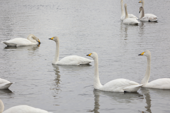 斯洛伐克一名農夫發現田裡出現百隻天鵝，誤食罌粟花集體染上毒癮，走路不穩且無法飛行。(示意圖/達志影像)
