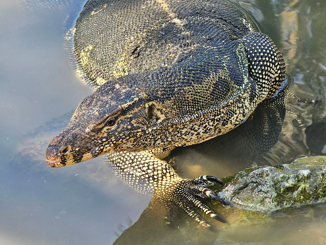 泰国妹子喂乌龟到一半，突然被不明水怪吓到惊声尖叫。（示意图／达志影像）