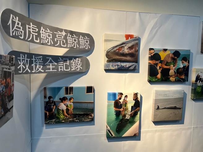 新北市动保处举办「鲸豚海龟回家之路保育特展」。（王扬杰摄）