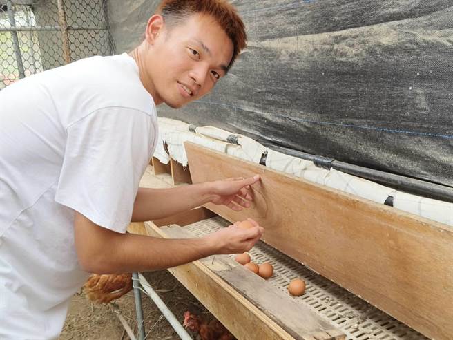 嘉义大学学生透过高教深耕计画，体验鸡场经营管理。（廖素慧摄）