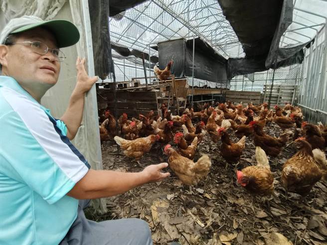 嘉大高教深耕计画採取平地式的人道饲养鸡。（廖素慧摄）