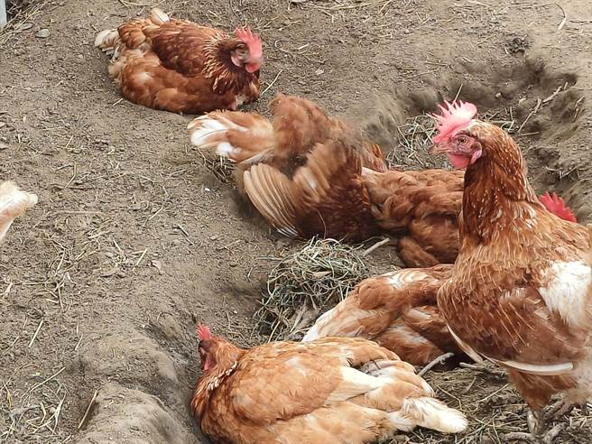 嘉大鸡舍里鸡自在做「沙浴」净身。（廖素慧摄）