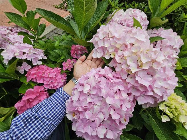 武陵农场拥有得天独厚的地理环境，「巨无霸」绣球花球相当吸睛。（武陵农场提供／陈淑娥台中传真）