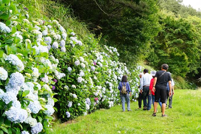 武陵农场绣球花陆续盛开，园区充满梦幻氛围，是游客必访美景之一。（武陵农场提供／陈淑娥台中传真）