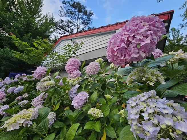武陵农场绣球花陆续盛开，园区充满梦幻氛围，是游客必访美景之一。（武陵农场提供／陈淑娥台中传真）