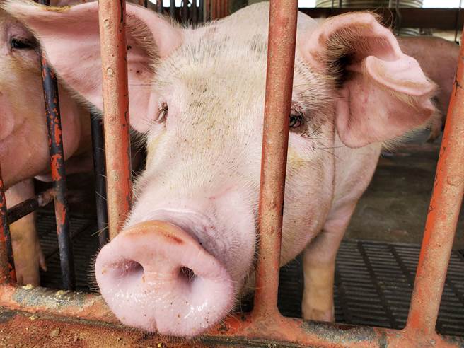 云林县的猪有156万头是全县人口66万人的2.36倍。（周丽兰摄）