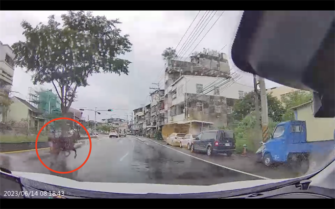 彰化县八卦山沿线经常有水鹿出没马路，导致「鹿杀」事件频传，光今年至少就有4起水鹿跑上路、鹿杀等案件。（杨子贤提供／吴建辉彰化传真）