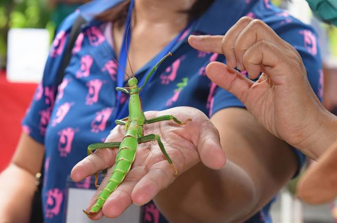 昆虫生态，是环境教育的一环，木生昆虫博物在会场展示少见的大型昆虫，虫子放到手上，马上变成焦点。（南投县政府提供／冯惠宜台中传真）