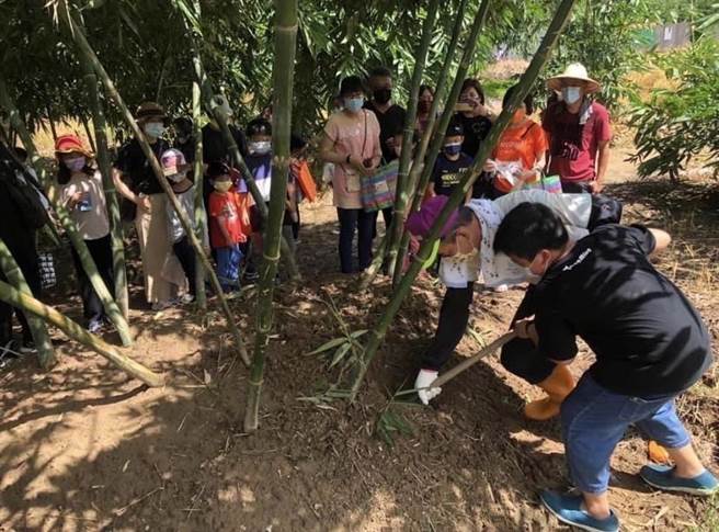 台中潭子竹笋节将于7月1日盛大登场。（陈淑娥摄）