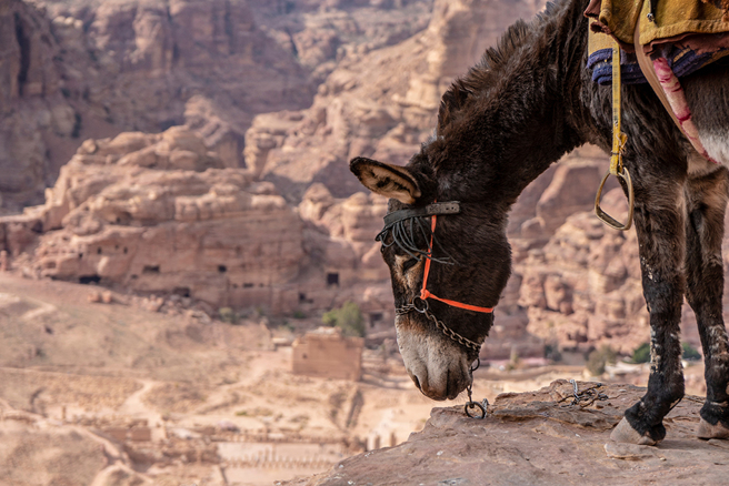 骑着骡子漫步在万丈悬崖上的「死亡视角」，让不少网友看了瑟瑟发抖。（示意图／达志影像）