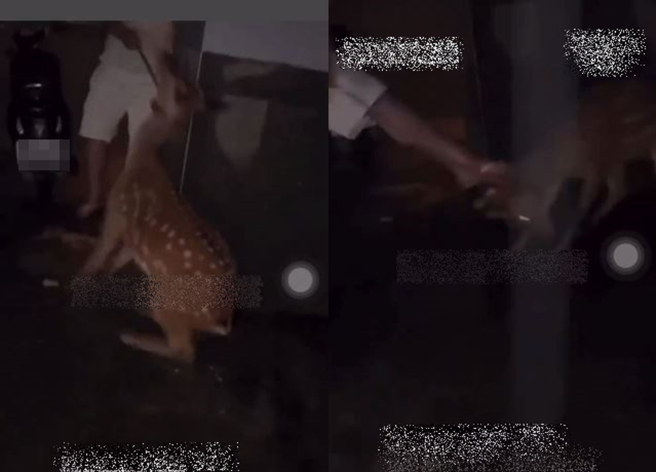男子对炼住的梅花鹿「踹头」，吓得梅花鹿缩成一团狂挣扎。（翻摄自脸书爆料公社）