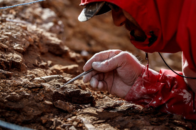 古生物学家在智利巴塔哥尼亚发现某种草食性恐龙的遗骸，经确认为「鸭嘴龙」新物种。（路透社）