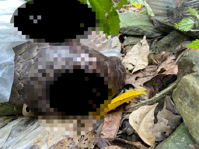 保育类动物穿山甲死亡，解剖发现是被狗咬死。（纵管处提供／王志伟花莲传真）