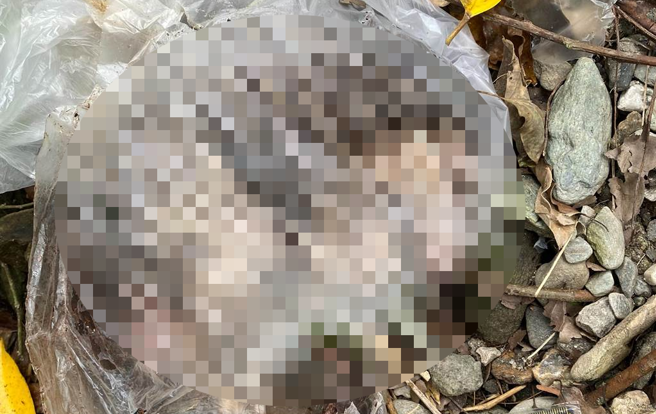 穿山甲疑遭游荡犬咬死，被发现时已明显死亡，现场血迹斑斑。（纵管处提供／王志伟花莲传真）