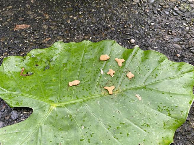 鲤鱼潭「环潭道路」是民眾休閒散步所在，常发现有人放置犬猫饲料。（纵管处提供／王志伟花莲传真）