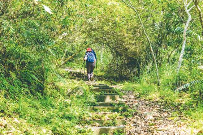 月眉山步道坡度平緩上升，沿線林木茂密，走起來涼爽舒適。（圖/ 花蓮趣提供）
