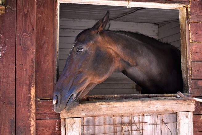 科学家说，马匹能够透过细微的动作发送视觉讯号，彼此沟通。（示意图／Shutterstock）