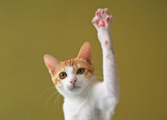 猫咪个性难搞，却又时常做出无厘头的搞笑动作。(示意图／shutterstock)