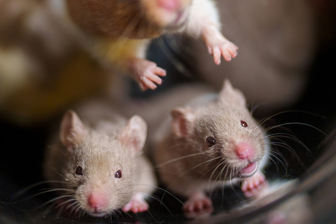 德瓦尼将动物尸体结合物品，进行二次加工，其中最知名的作品是将老鼠做成铅笔盒。（示意图／达志影像）