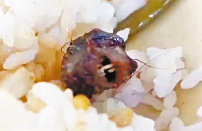 江西工业职业技术学院食堂吃出疑似老鼠头的视频在内地社交平台出现并广泛传播，前2次基层官方调查皆称是「鸭脖」，遭网民讪笑，最后省政府出面终于查明真相。（图／微博）