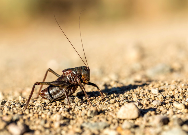美國內華達州艾科（Elko）鎮近期遭到數百萬隻摩門蟋蟀（Mormon crickets）入侵，蟋蟀爬滿馬路、庭院、甚至是房舍的牆面，令當地人不斷驚呼「超噁」。（資料照／shutterstock）