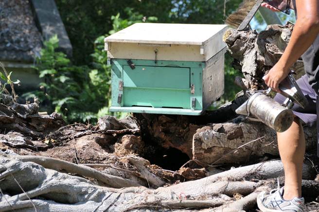 雲林縣北港鎮百年老榕樹傾倒將移除，上萬隻野蜂不肯離去。（張朝欣攝）