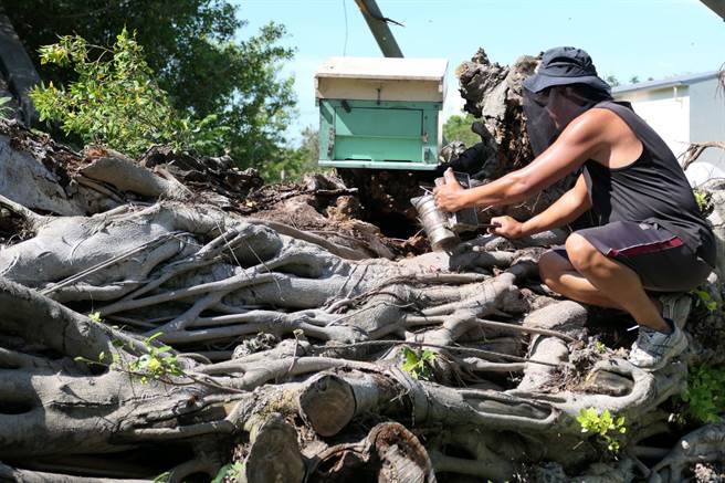 捕蜂達人蘇立吉誘捕老榕樹上的蜂群，避免移樹時工作人員被叮咬。（張朝欣攝）