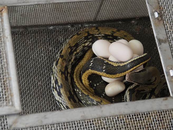 草屯消防分队捕捉一条黑眉锦蛇，隔了一夜产下一窝蛋。（民眾提供）