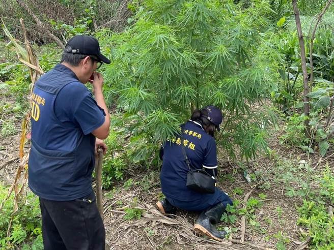 住在台南永康區的賴姓泰國籍夫妻以私人菜園為掩護，栽種、製造大麻。（高市小港分局提供／袁庭堯高雄傳真）