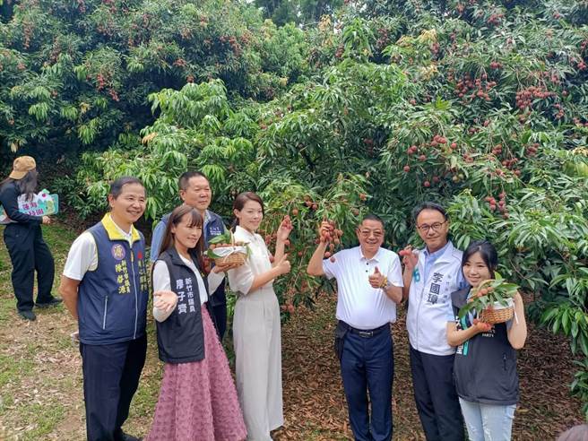 全台最北部的新竹荔枝紅了！新竹市9座荔枝觀光果園即日起陸續開放民眾觀光採果。（陳育賢攝）