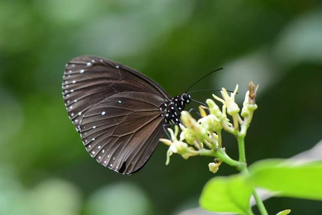 紫斑蝶大军过境恒春半岛。(垦管处提供)