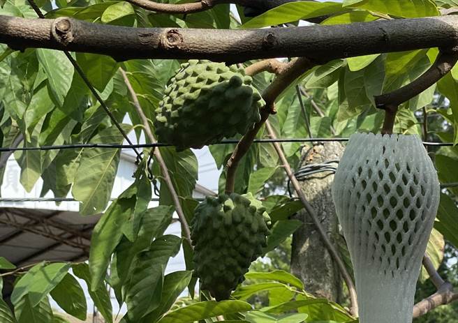 大陸國台辦今天宣布自6月20日起恢復輸入台灣釋迦，台東縣長饒慶鈴與台東縣府近年為推銷釋迦奔走國內外不遺餘力。鳳梨釋迦及相關產品示意圖。（蔡旻妤攝）
