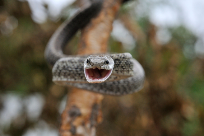 泰国一名阿嬷在自家后院看到蛇，先是用农具吓唬，见没有任何效果，下秒竟徒手抓蛇。(示意图/达志影像)