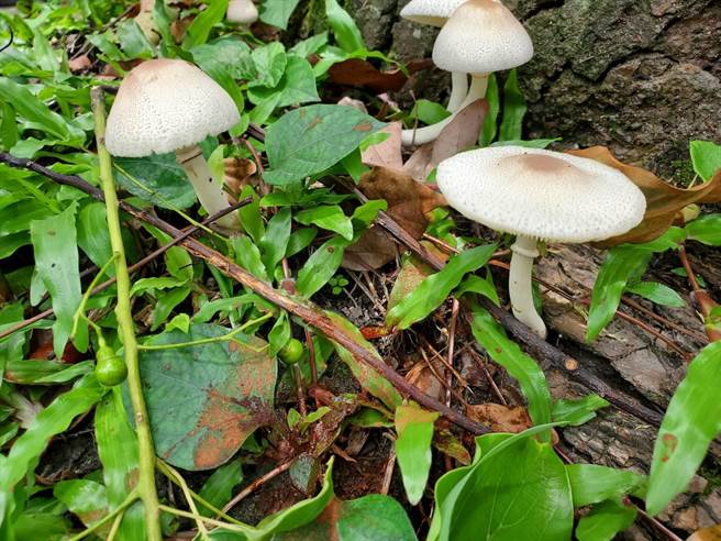 绿褶菇常被误认为美味无毒的鸡肉丝菇，时而传出民眾误食中毒。（花莲卫生局提供／王志伟花莲传真）