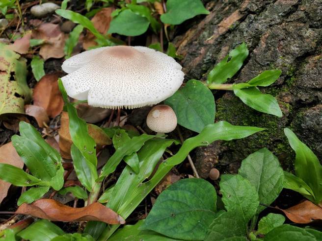 绿褶菇常被误认为美味无毒的鸡肉丝菇，时而传出民眾误食中毒。（花莲卫生局提供／王志伟花莲传真）