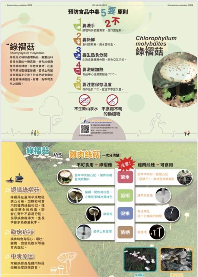 绿褶菇常被误认为美味无毒的鸡肉丝菇，花莲有民眾误食中毒。（花莲卫生局提供／王志伟花莲传真）