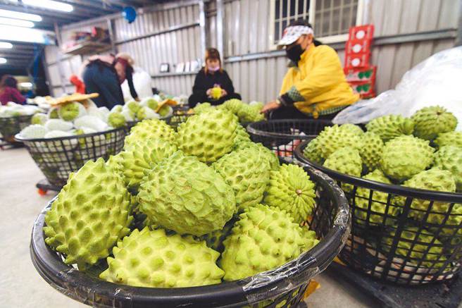 大陸國台辦表示，即日起恢復台灣鳳梨釋迦出口大陸，之後也願繼續幫助恢復台灣農漁產品的輸入。（示意圖，中時資料照）