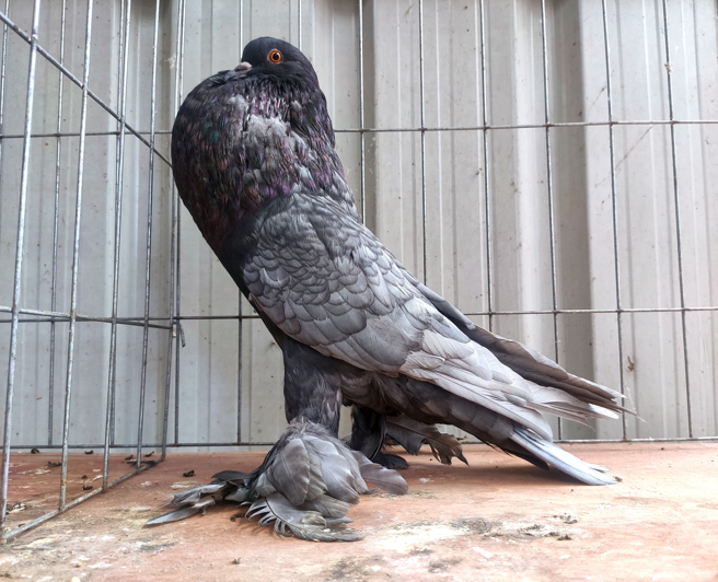 国外一名网友分享「肌肉鸽子」的影片，让不少网友直呼太诡异。(示意图/达志影像)