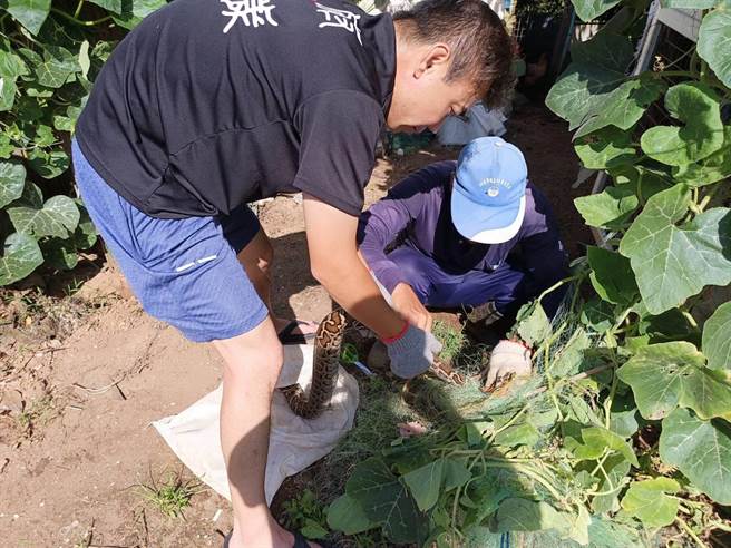 蟒蛇被鸡舍的围网困住，鸡舍主人赶紧将细网剪断协助脱困。（民眾提供）