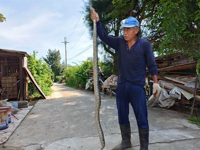 这条蟒蛇长度约2公尺，也是近1个月来金门地区发现的第4条蟒蛇。（民眾提供）