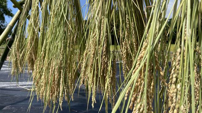 因应都歷部落水资源不足的劣势，台东林管处引进嘉大台南2号、3号节水稻种以及台东35号稻种栽培。（萧嘉蕙摄）