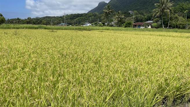 台东县成功镇都歷部落前与台东林管处合作「国土生态绿网计画」，将3.6公顷的休耕农田和果园转型为友善耕种模式。（萧嘉蕙摄）