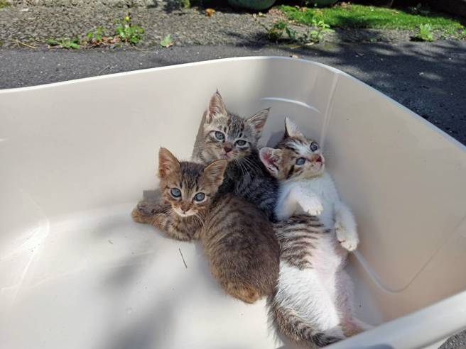 喵星人正在享受温暖阳光。(新北市动保处提供)