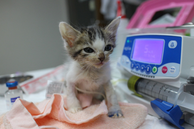 小猫用微量点滴输液。(新北市动保处提供)