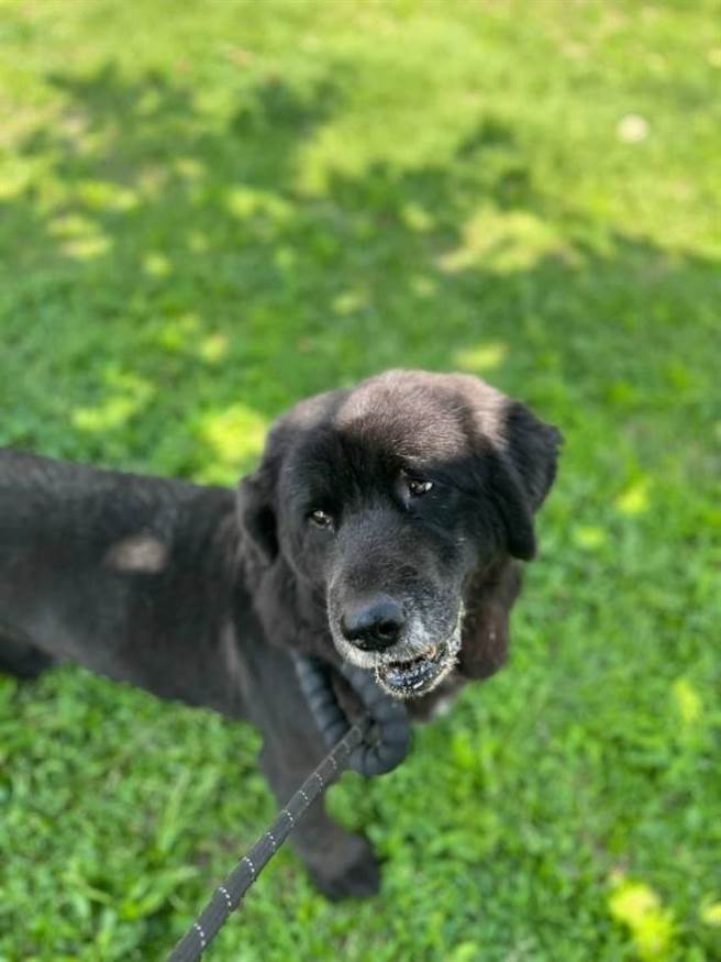 桃园市为提升认养率，只要认养动物保护教育园区收容的犬猫，无论民眾设籍在何处，皆可向园区申请补助。（桃园市动保处提供／陈梦茹桃园传真）