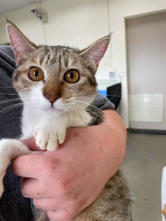 全台步入少子化趋势，民眾生养小孩的意愿低，许多人会将「毛孩」纳为家中新成员。（桃园市动保处提供／陈梦茹桃园传真）